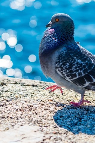 Обои вода, набережная, птица, клюв, перья, голубь, боке, water, promenade, bird, beak, feathers, dove, bokeh разрешение 2560x1440 Загрузить