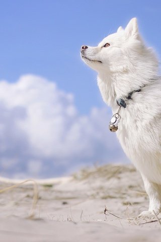 Обои небо, облака, собака, финский лаппхунд, лопарская лайка, the sky, clouds, dog, finnish lapphund, loparskaya husky разрешение 2880x1800 Загрузить