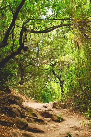 Обои природа, лес, тропинка, джунгли, nature, forest, path, jungle разрешение 2880x1800 Загрузить