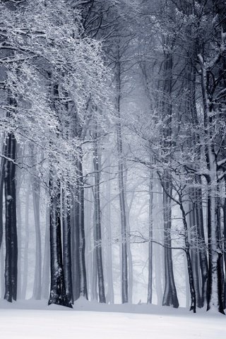 Обои деревья, снег, природа, лес, зима, стволы, чёрно-белое, trees, snow, nature, forest, winter, trunks, black and white разрешение 1920x1200 Загрузить