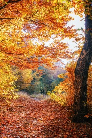 Обои деревья, природа, лес, листва, осень, trees, nature, forest, foliage, autumn разрешение 2880x1800 Загрузить