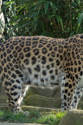 Обои леопард, хищник, дикая кошка, грация, william warby, leopard, predator, wild cat, grace разрешение 3840x2400 Загрузить