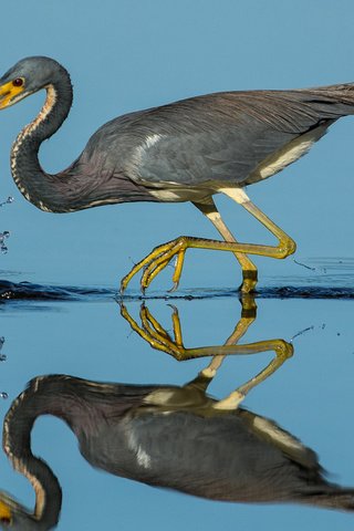 Обои вода, отражение, птица, клюв, перья, цапля, water, reflection, bird, beak, feathers, heron разрешение 1920x1180 Загрузить