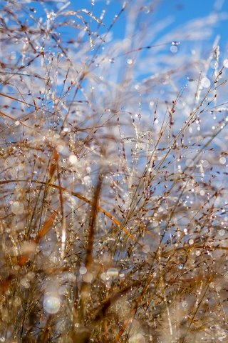 Обои небо, макро, роса, колоски, растение, боке, капли воды, the sky, macro, rosa, spikelets, plant, bokeh, water drops разрешение 4896x3264 Загрузить