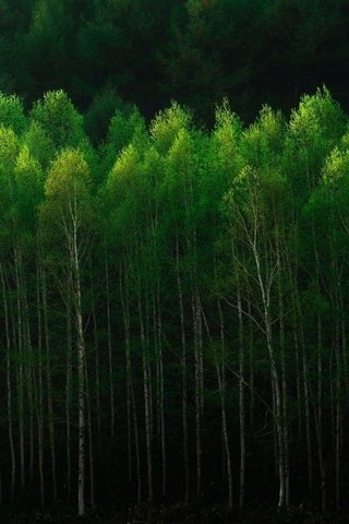 Обои деревья, природа, лес, стволы, trees, nature, forest, trunks разрешение 1920x1083 Загрузить