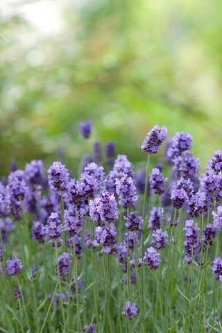 Обои цветы, зелень, лаванда, боке, flowers, greens, lavender, bokeh разрешение 4331x2811 Загрузить