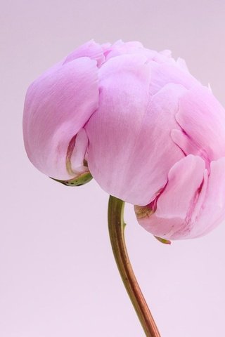 Обои макро, цветок, лепестки, бутон, розовый, стебель, пион, macro, flower, petals, bud, pink, stem, peony разрешение 2048x1360 Загрузить