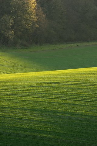 Обои трава, деревья, природа, поле, солнечный день, зеленое поле, grass, trees, nature, field, sunny day, green field разрешение 1920x1200 Загрузить