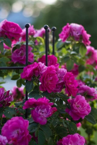 Обои цветы, бутоны, розы, забор, куст, flowers, buds, roses, the fence, bush разрешение 2048x1365 Загрузить