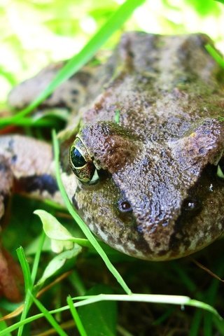 Обои глаза, трава, макро, лето, сад, лягушка, жаба, земноводные, eyes, grass, macro, summer, garden, frog, toad, amphibians разрешение 2288x1350 Загрузить