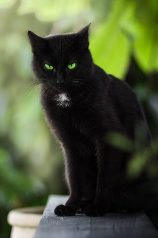 Обои кот, мордочка, усы, кошка, взгляд, черный, зеленые глаза, cat, muzzle, mustache, look, black, green eyes разрешение 5352x3468 Загрузить