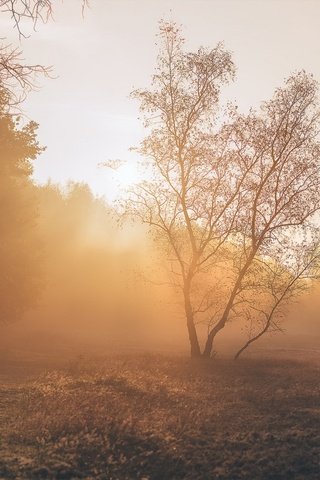 Обои свет, деревья, растения, пейзаж, парк, утро, light, trees, plants, landscape, park, morning разрешение 1971x1121 Загрузить