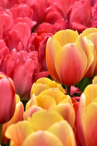 Обои бутоны, лепестки, тюльпаны, buds, petals, tulips разрешение 2048x1367 Загрузить