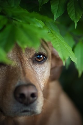 Обои листья, мордочка, взгляд, собака, leaves, muzzle, look, dog разрешение 2560x1579 Загрузить