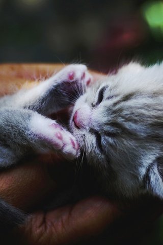 Обои кот, кошка, сон, котенок, руки, cat, sleep, kitty, hands разрешение 4568x2570 Загрузить