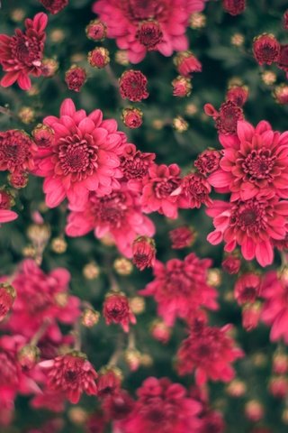 Обои цветы, макро, лепестки, хризантемы, боке, sorin mutu, flowers, macro, petals, chrysanthemum, bokeh разрешение 3872x2581 Загрузить