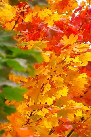 Обои природа, дерево, листья, осень, клен, кленовый лист, nature, tree, leaves, autumn, maple, maple leaf разрешение 2272x1704 Загрузить