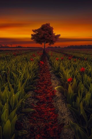 Обои цветы, вечер, дерево, закат, поле, горизонт, тюльпаны, hmetosche, flowers, the evening, tree, sunset, field, horizon, tulips разрешение 3858x2529 Загрузить