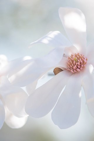 Обои цветы, магнолия, ветка, цветение, бутоны, фон, лепестки, весна, белые, flowers, magnolia, branch, flowering, buds, background, petals, spring, white разрешение 2048x1152 Загрузить