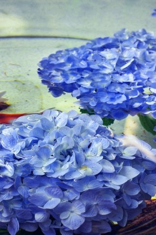 Обои цветы, вода, рыбки, рыбы, водоем, пруд, гортензия, flowers, water, fish, pond, hydrangea разрешение 5196x2923 Загрузить