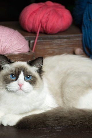 Обои кот, пряжа, кошка, взгляд, рэгдолл, лежит, голубые глаза, клубки, нитки, ящик, комод, chest, cat, yarn, look, ragdoll, lies, blue eyes, balls, thread, box разрешение 2048x1152 Загрузить