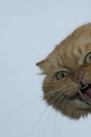 Обои кот, мордочка, усы, кошка, взгляд, рыжий, оскал, злой, cat, muzzle, mustache, look, red, grin, evil разрешение 1920x1280 Загрузить