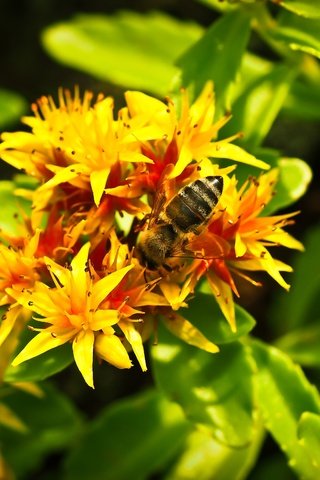 Обои насекомое, цветок, растение, макросъемка, пчела, желтые цветы, insect, flower, plant, macro, bee, yellow flowers разрешение 4608x3072 Загрузить
