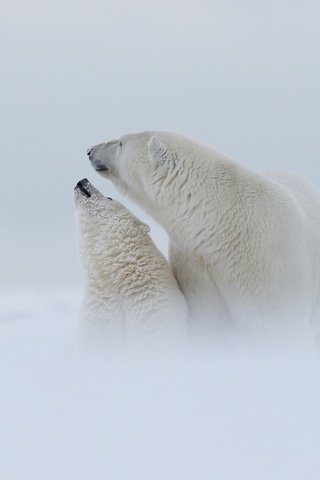 Обои снег, медведица, природа, туман, полярный медведь, медведи, детеныш, медвежонок, арктика, snow, nature, fog, polar bear, bears, cub, bear, arctic разрешение 3000x1688 Загрузить