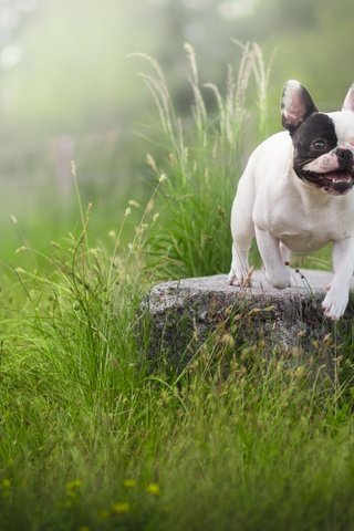 Обои трава, собака, камень, французский бульдог, grass, dog, stone, french bulldog разрешение 6000x4000 Загрузить