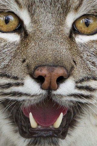 Обои глаза, морда, рысь, взгляд, клыки, хищник, большая кошка, steve bowen, eyes, face, lynx, look, fangs, predator, big cat разрешение 1920x1200 Загрузить