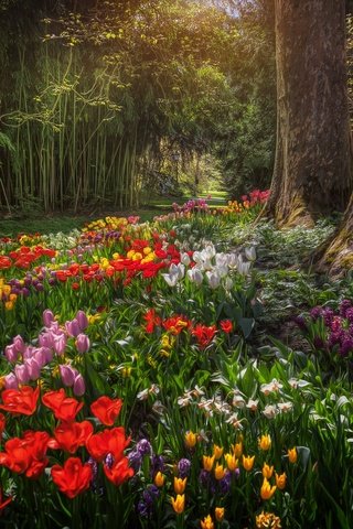 Обои цветы, деревья, парк, тюльпаны, германия, нарциссы, баден-вюртемберг, остров майнау, flowers, trees, park, tulips, germany, daffodils, baden-württemberg, mainau island разрешение 2048x1365 Загрузить