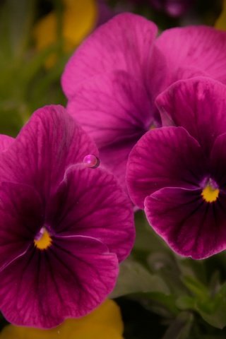 Обои цветы, макро, лепестки, анютины глазки, фиолетовые, фиалки, виола, flowers, macro, petals, pansy, purple, violet, viola разрешение 4900x3500 Загрузить