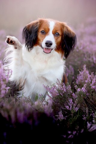 Обои цветы, мордочка, взгляд, собака, радость, лапа, вереск, коикерхондье, flowers, muzzle, look, dog, joy, paw, heather, kooikerhondje разрешение 2048x1366 Загрузить