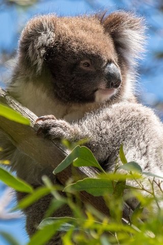 Обои дерево, листья, ветки, австралия, коала, сумчатые, эвкалипт, tree, leaves, branches, australia, koala, marsupials, eucalyptus разрешение 3552x1998 Загрузить