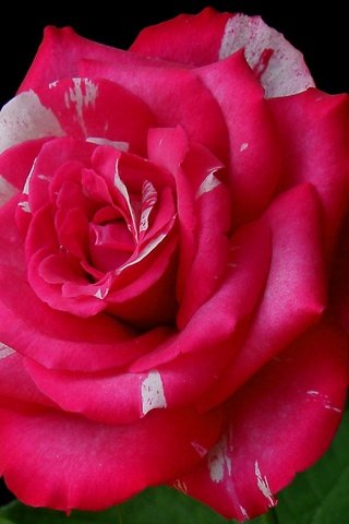 Обои макро, цветок, роза, лепестки, бутон, черный фон, macro, flower, rose, petals, bud, black background разрешение 2350x1464 Загрузить