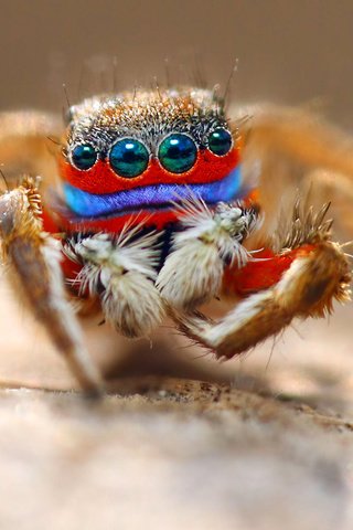 Обои глаза, макро, насекомое, паук, волоски, лапки, eyes, macro, insect, spider, hairs, legs разрешение 1920x1105 Загрузить