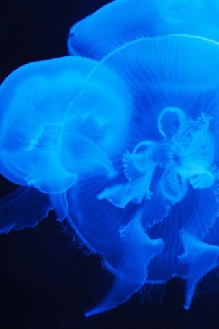 Обои море, свечение, медузы, медуз, подводный мир, sea, glow, jellyfish, underwater world разрешение 4614x3076 Загрузить