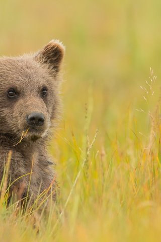 Обои трава, взгляд, медведь, луг, детеныш, медвежонок, grass, look, bear, meadow, cub разрешение 3000x2000 Загрузить