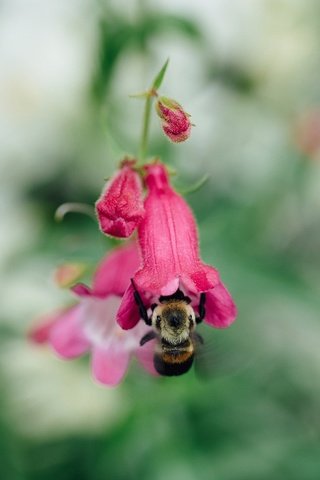 Обои насекомое, цветок, размытость, пчела, шмель, insect, flower, blur, bee, bumblebee разрешение 2048x1365 Загрузить