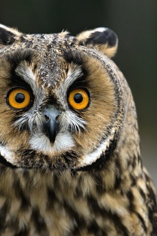 Обои сова, фон, взгляд, птица, клюв, перья, ушастая сова, owl, background, look, bird, beak, feathers, long-eared owl разрешение 2000x1333 Загрузить