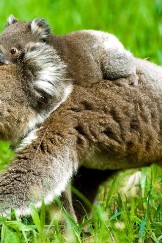 Обои трава, природа, детеныш, медвежонок, коала, коалы, grass, nature, cub, bear, koala, koalas разрешение 1920x1200 Загрузить