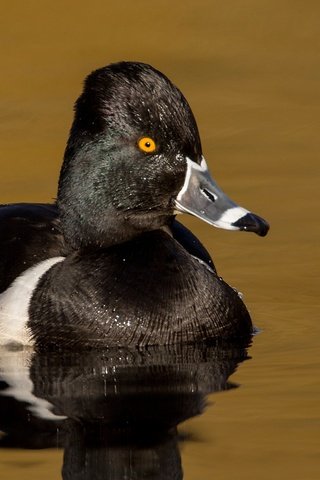 Обои водоем, птица, клюв, утка, ошейниковая чернеть, pond, bird, beak, duck, tufted duck collared разрешение 2048x1152 Загрузить