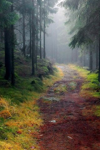 Обои дорога, деревья, лес, туман, тропинка, road, trees, forest, fog, path разрешение 3000x1875 Загрузить