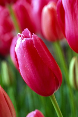 Обои цветы, бутоны, листья, лепестки, весна, тюльпаны, стебли, flowers, buds, leaves, petals, spring, tulips, stems разрешение 5120x3427 Загрузить