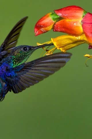 Обои цветок, крылья, птица, клюв, колибри, колибри-талурания, flower, wings, bird, beak, hummingbird, hummingbird-thalurania разрешение 2048x1268 Загрузить
