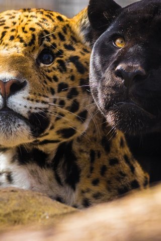 Обои взгляд, парочка, морды, ягуары, чёрная пантера, look, a couple, muzzle, jaguars, black panther разрешение 2048x1365 Загрузить