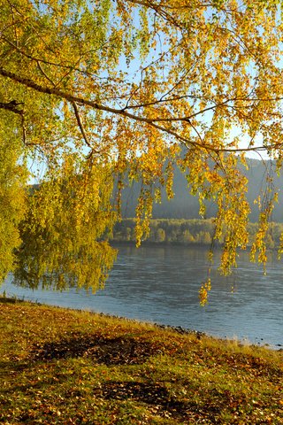 Обои река, природа, пейзаж, березы, осень, river, nature, landscape, birch, autumn разрешение 1920x1200 Загрузить