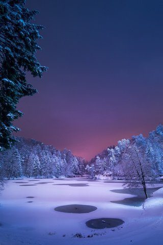 Обои ночь, деревья, снег, природа, лес, зима, night, trees, snow, nature, forest, winter разрешение 2560x1600 Загрузить