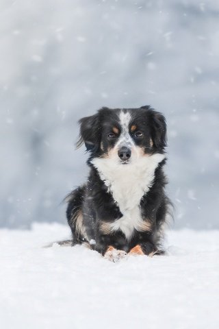 Обои снег, зима, собака, австралийская овчарка, snow, winter, dog, australian shepherd разрешение 1920x1200 Загрузить