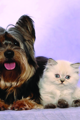 Обои взгляд, котенок, собака, мордочки, йоркширский терьер, tierfotoagentur, look, kitty, dog, faces, yorkshire terrier разрешение 3840x2400 Загрузить